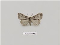 藏品(臺灣銀斑異波紋蛾)的圖片